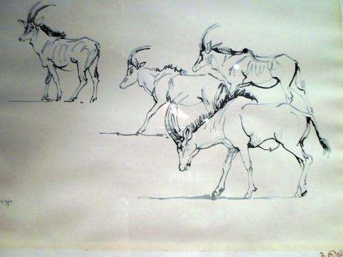 Zakkie Eloff - Set of 5 Signed animal prints - Simply outstanding!! Bid now